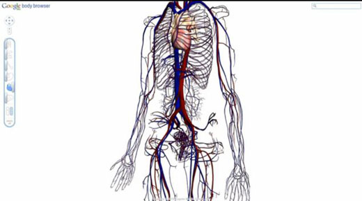 谷歌研制3D人体构造浏览器 可清晰观看人体内部-下载之家