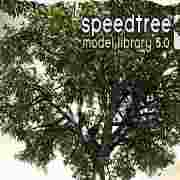 speedtree(三维树木建模软件) v5.1 绿色版v